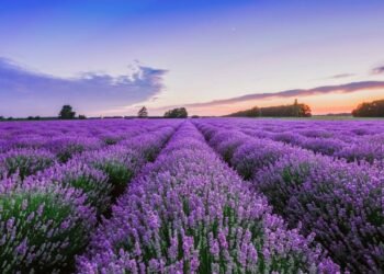 Cultivar essa planta é o truque mais simples para ter um jardim saudável e equilibrado