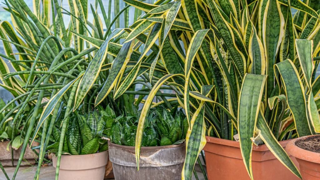 Poucos sabem como e quando podar uma língua-de-sogra, segundo especialistas em jardinagem.