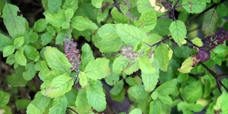 O chá de manjericão-tulsi, também conhecido como manjericão sagrado - Créditos: depositphotos.com / Successo images