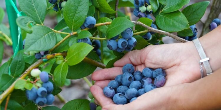 O mirtilo é rico em antocianinas, flavonoides responsáveis pela coloração azul-escura - Créditos: depositphotos.com / Vladdon