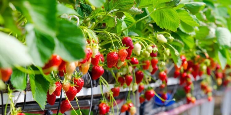 Alimentos naturais que agem como anti-inflamatórios e melhoram sua qualidade de vida