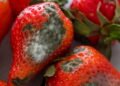 Por que os morangos apodrecem tão rápido