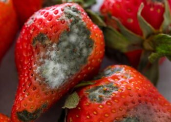 Por que os morangos apodrecem tão rápido