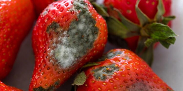 Por que os morangos apodrecem tão rápido