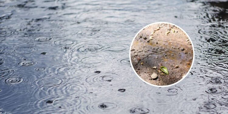 Poucos sabem: qual é o nome do cheiro da terra molhada pela chuva