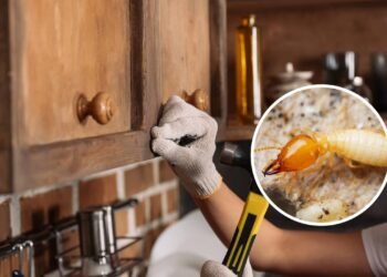 7 maneiras de tirar cupim dos armários de madeira da cozinha