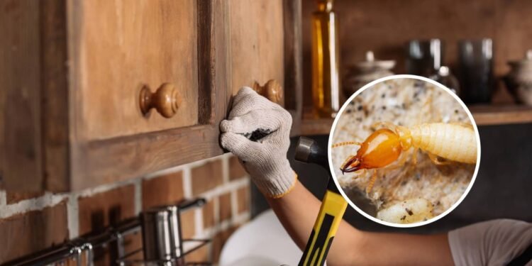 7 maneiras de tirar cupim dos armários de madeira da cozinha