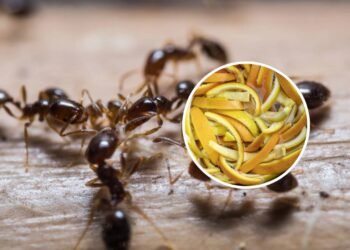 7 ingredientes naturais para remover formigas de forma eficaz