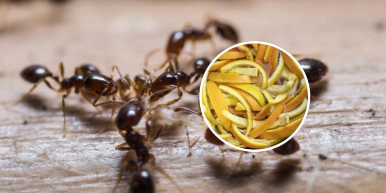 7 ingredientes naturais para remover formigas de forma eficaz
