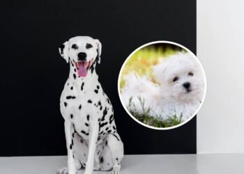 7 das raças de cães mais bonitas do mundo