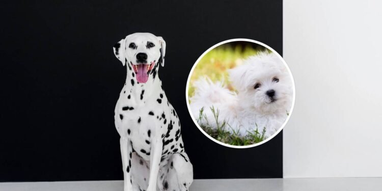 7 das raças de cães mais bonitas do mundo