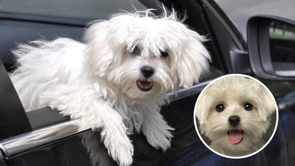 7 das raças de cães mais bonitas do mundo