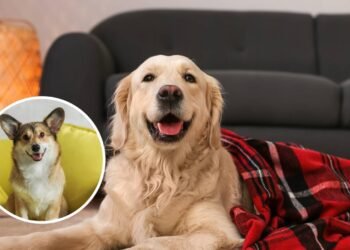 Poucos sabem como cuidar do seu cão no inverno para evitar que ele sofra o frio