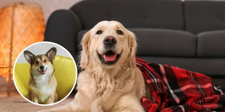 Poucos sabem como cuidar do seu cão no inverno para evitar que ele sofra o frio