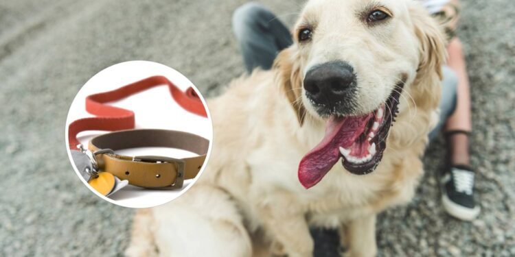 Os melhores nomes para Golden Retrievers que vão destacar seu pet