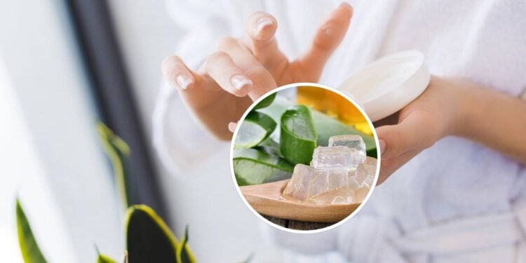 As plantas cicatrizantes são amplamente utilizadas na fitoterapia por sua capacidade de estimular a regeneração tecidual - Créditos: depositphotos.com / AllaSerebrina / Créditos: depositphotos.com / sommaill