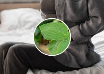 Verdades e mitos sobre o boldo que você precisa conhecer