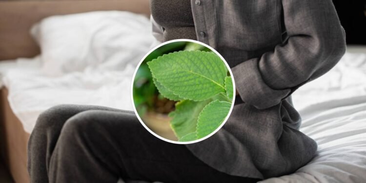 Alívio de desconfortos gástricos leves - Créditos: depositphotos.com / HayDmitriy / Créditos: depositphotos.com / brunomartins246