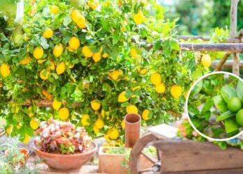 A dica que todo cultivador precisa saber antes de regar o limoeiro na primavera