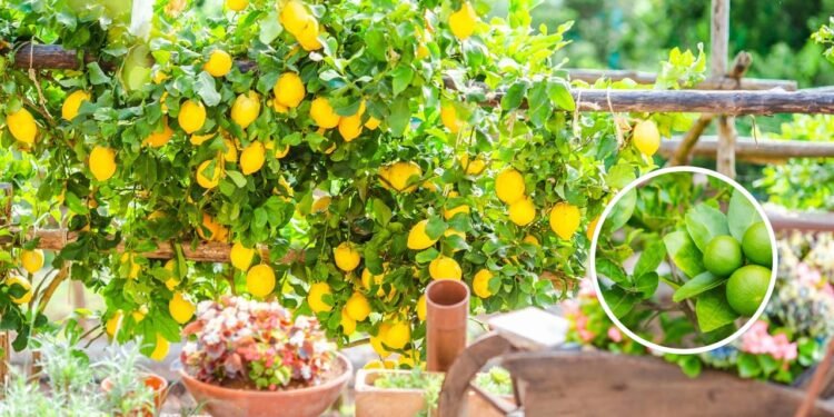 Uma boa gestão da água é essencial no cultivo dos limoeiros, pois a planta precisa de mais água na primavera - Créditos: depositphotos.com / d.travnikov / Créditos: depositphotos.com / Patarapong