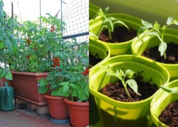 Cultive tomates em vasos e veja como é simples colher seus próprios frutos