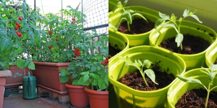 Selecionar o vaso adequado é essencial para garantir o bom desenvolvimento dos tomates em recipientes - Créditos: depositphotos.com / yulek1985 / Créditos: depositphotos.com / ChiccoDodiFC