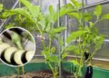 Plantar berinjela é mais fácil do que parece e rende ótimos resultados