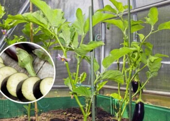 Plantar berinjela é mais fácil do que parece e rende ótimos resultados