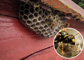 5 sinais de que as vespas estão fazendo ninhos na sua casa