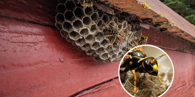 5 sinais de que as vespas estão fazendo ninhos na sua casa