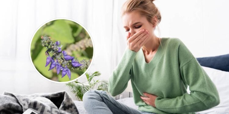 Apesar dos benefícios que pode trazer, o boldo apresenta contraindicações importantes - Créditos: depositphotos.com / AndrewLozovyi / Créditos: depositphotos.com / DMJ2046