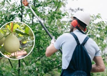 Como podar melões para ter frutas mais saborosas e produtivas