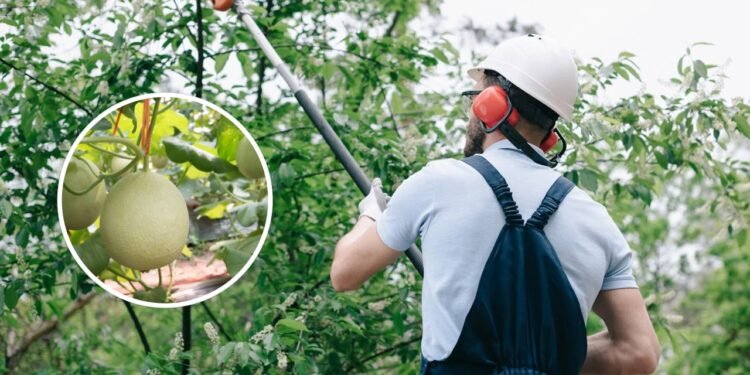 A definição do momento certo para a poda do melão depende de fatores climáticos - Créditos: depositphotos.com / VitalikRadko / Créditos: depositphotos.com / Triton_tree