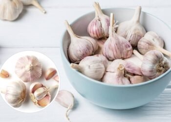 Qual o coletivo de dente de alho segundo especialistas