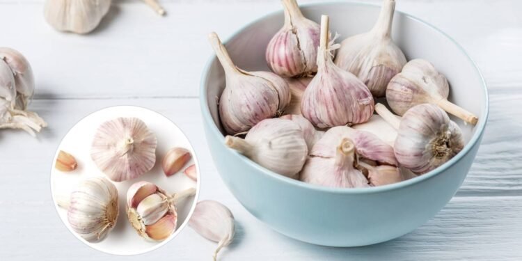 Qual o coletivo de dente de alho segundo especialistas