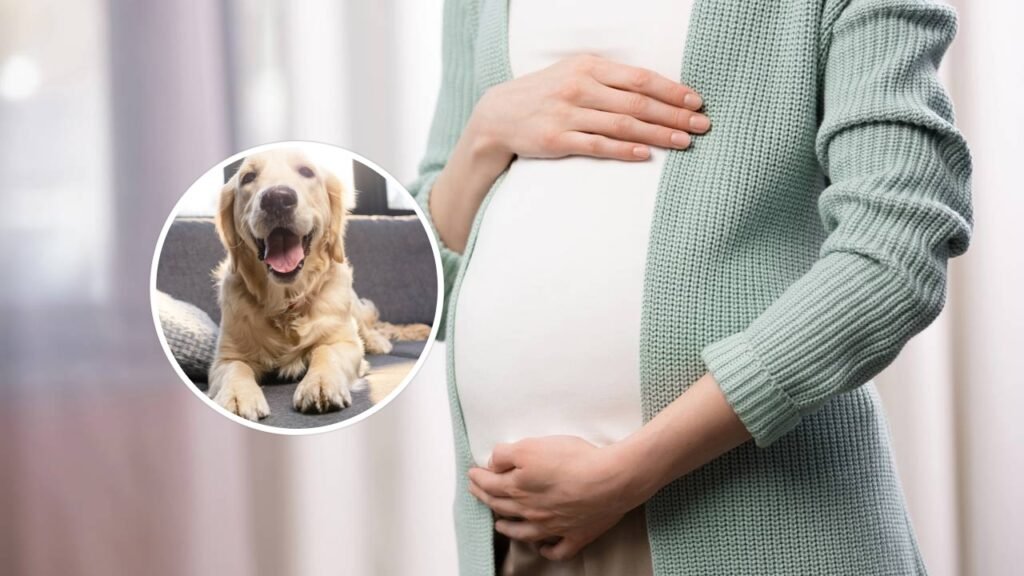Como os cães reagem à gravidez humana, segundo estudo