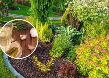 O suco inusitado que traz muitos benefícios para quem tem jardim em casa