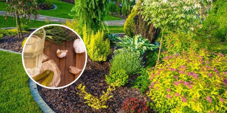 O suco inusitado que traz muitos benefícios para quem tem jardim em casa