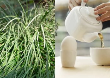 A erva famosa que tem efeito relaxante e melhora seu sono