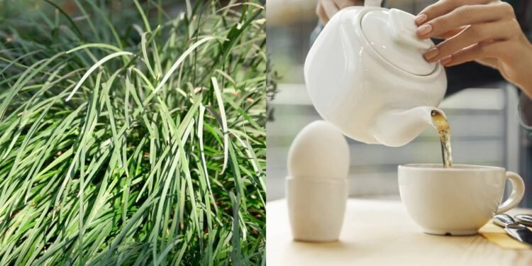 A erva famosa que tem efeito relaxante e melhora seu sono