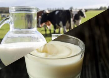 Qual é a diferença entre leite integral e leite desnatado e quando usar cada um