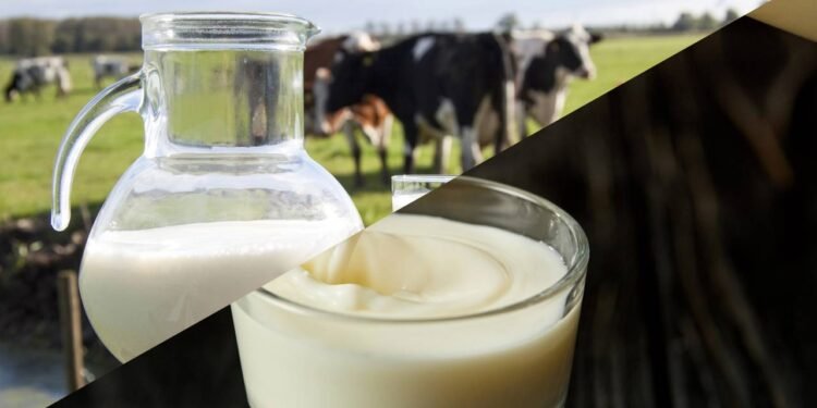 Qual é a diferença entre leite integral e leite desnatado e quando usar cada um