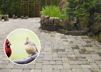 Como atrair pássaros cardeais para o seu quintal de uma forma surpreendente