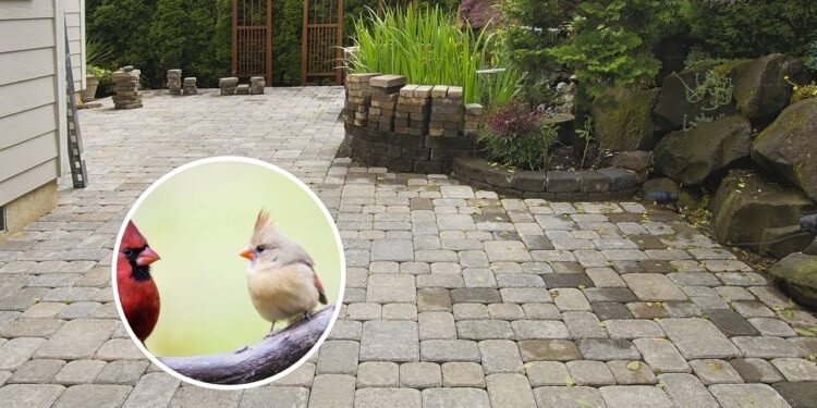Como atrair pássaros cardeais para o seu quintal de uma forma surpreendente