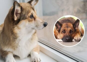 O que significa para o seu cão chorar quando ele está sozinho, de acordo com veterinários