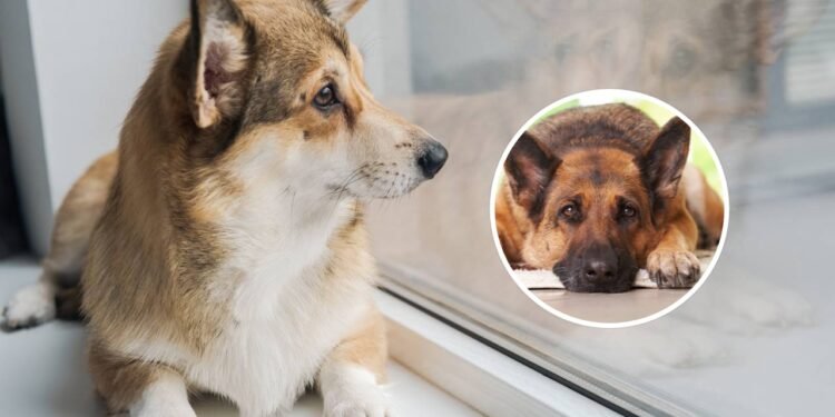 O que significa para o seu cão chorar quando ele está sozinho, de acordo com veterinários