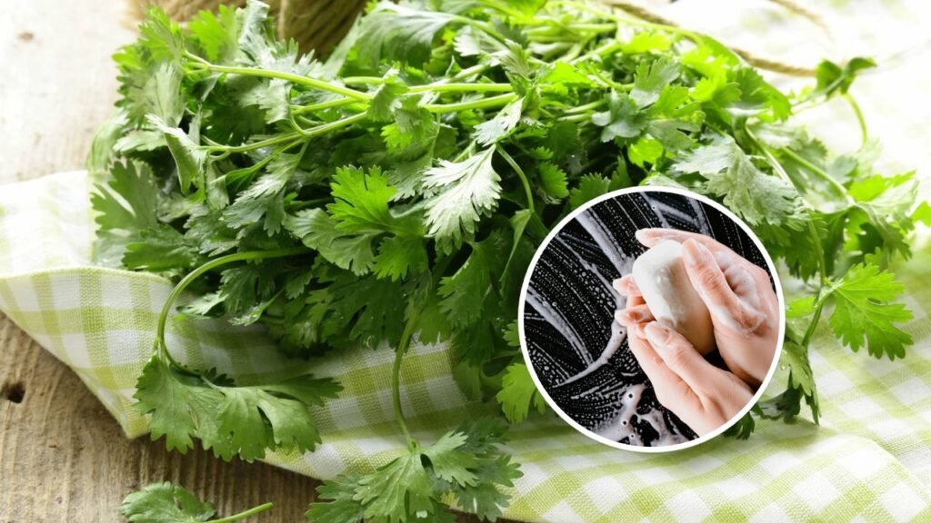 Por que algumas pessoas sentem gosto de sabão no coentro