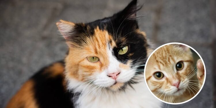 Fatos surpreendentes sobre gatos que você nunca ouviu