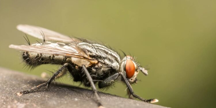 Mosca em casa - Créditos: depositphotos.com / radub85