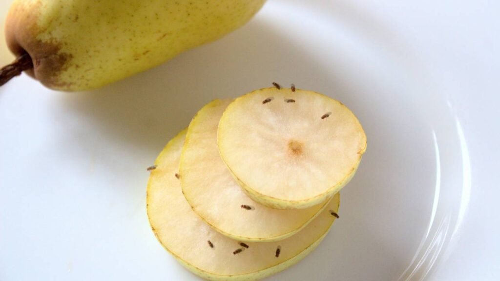 Como usar vinho antigo para tirar moscas das frutas na sua cozinha